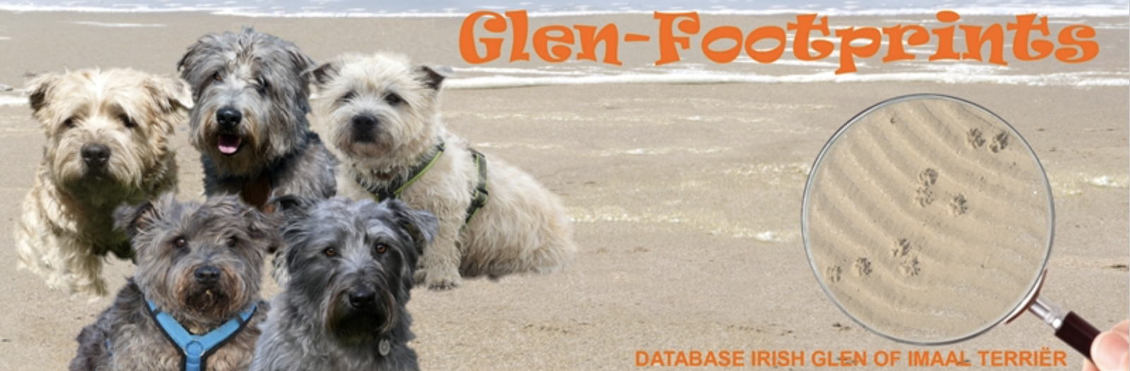 Glen Footprints Irish Glen Of Imaal Terri r