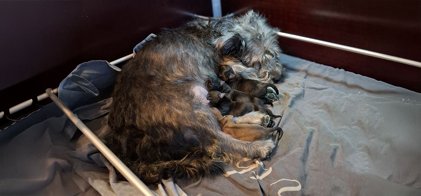 #slidecaption2 Lees verder